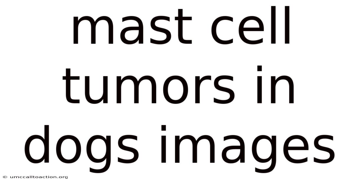 Mast Cell Tumors In Dogs Images