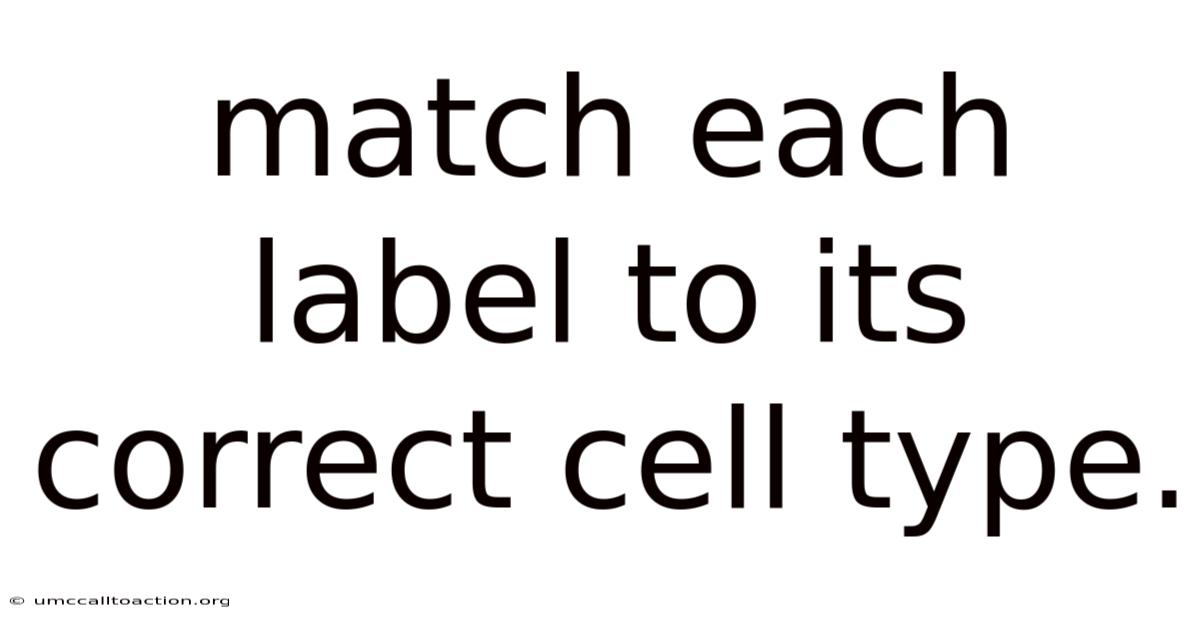 Match Each Label To Its Correct Cell Type.