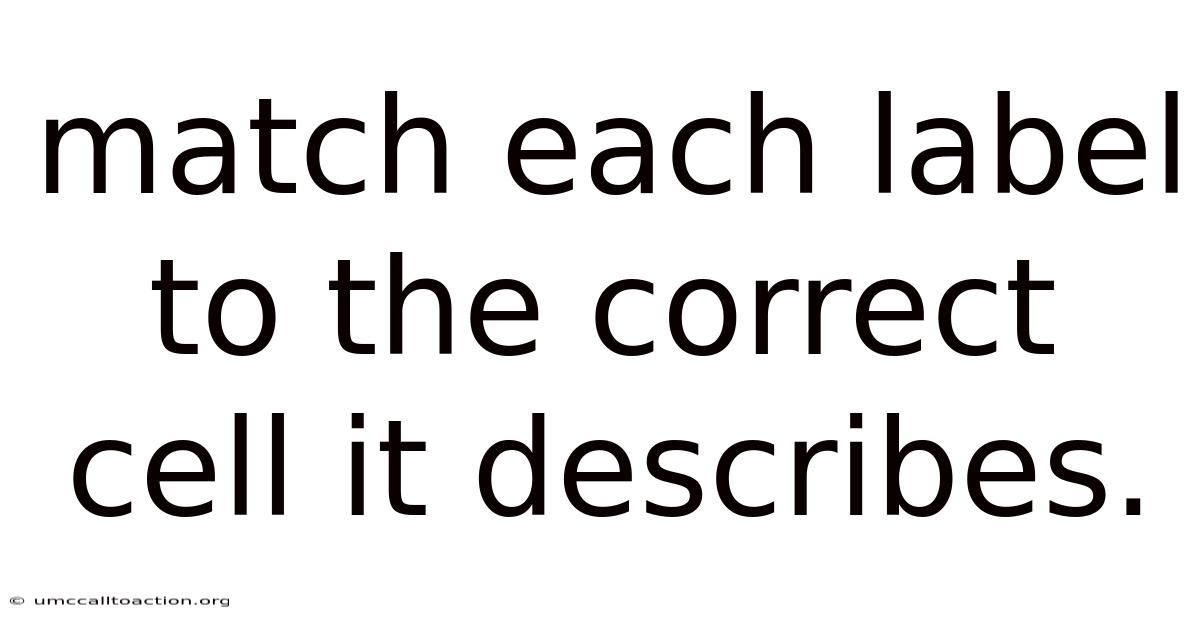 Match Each Label To The Correct Cell It Describes.
