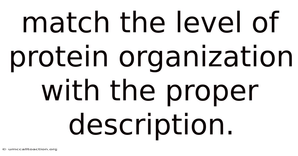 Match The Level Of Protein Organization With The Proper Description.