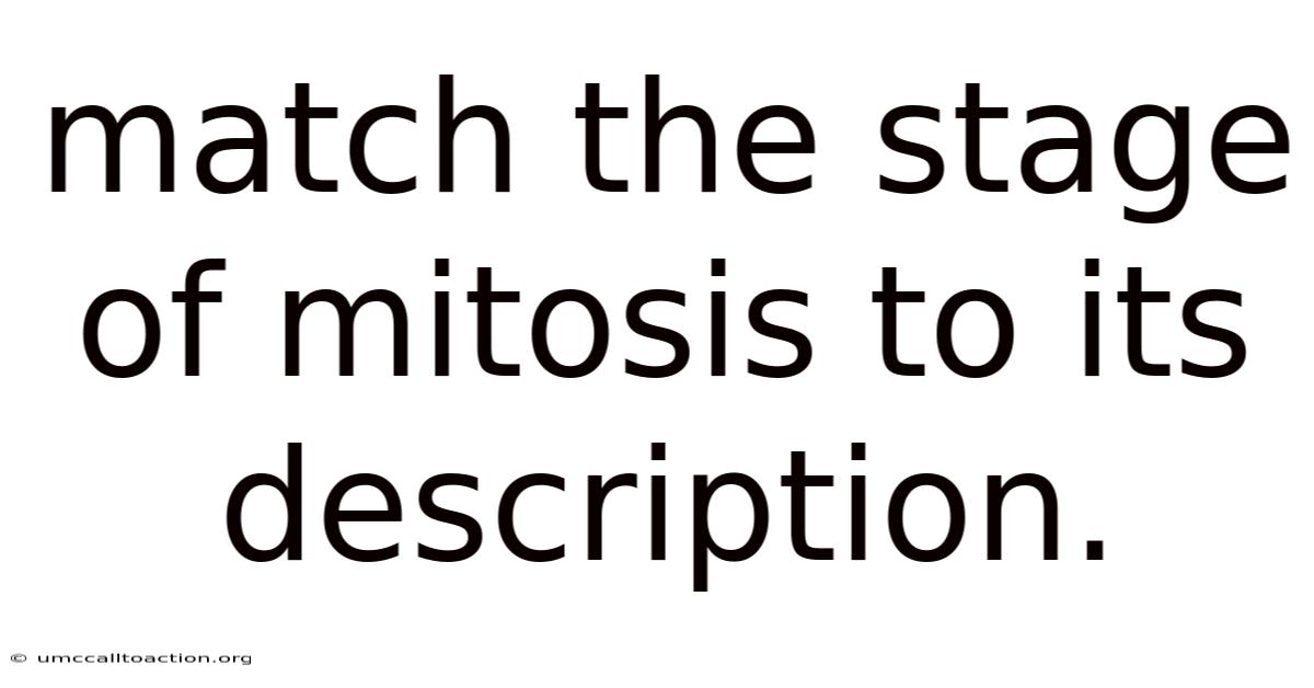 Match The Stage Of Mitosis To Its Description.