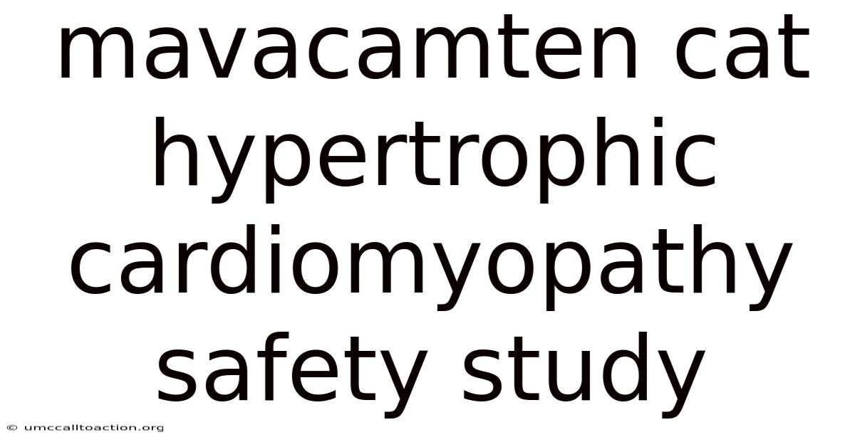 Mavacamten Cat Hypertrophic Cardiomyopathy Safety Study