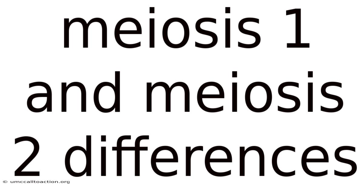 Meiosis 1 And Meiosis 2 Differences