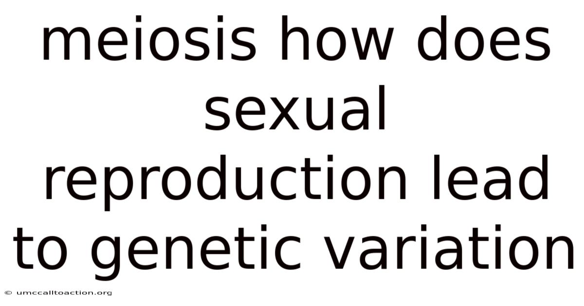 Meiosis How Does Sexual Reproduction Lead To Genetic Variation