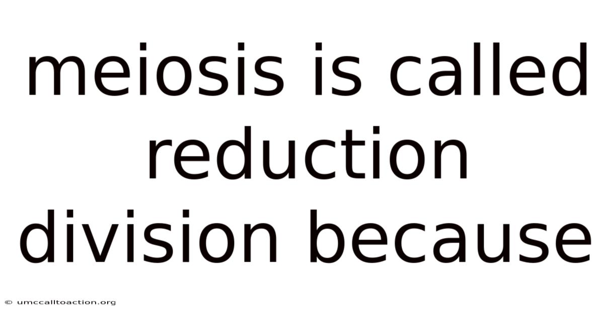 Meiosis Is Called Reduction Division Because