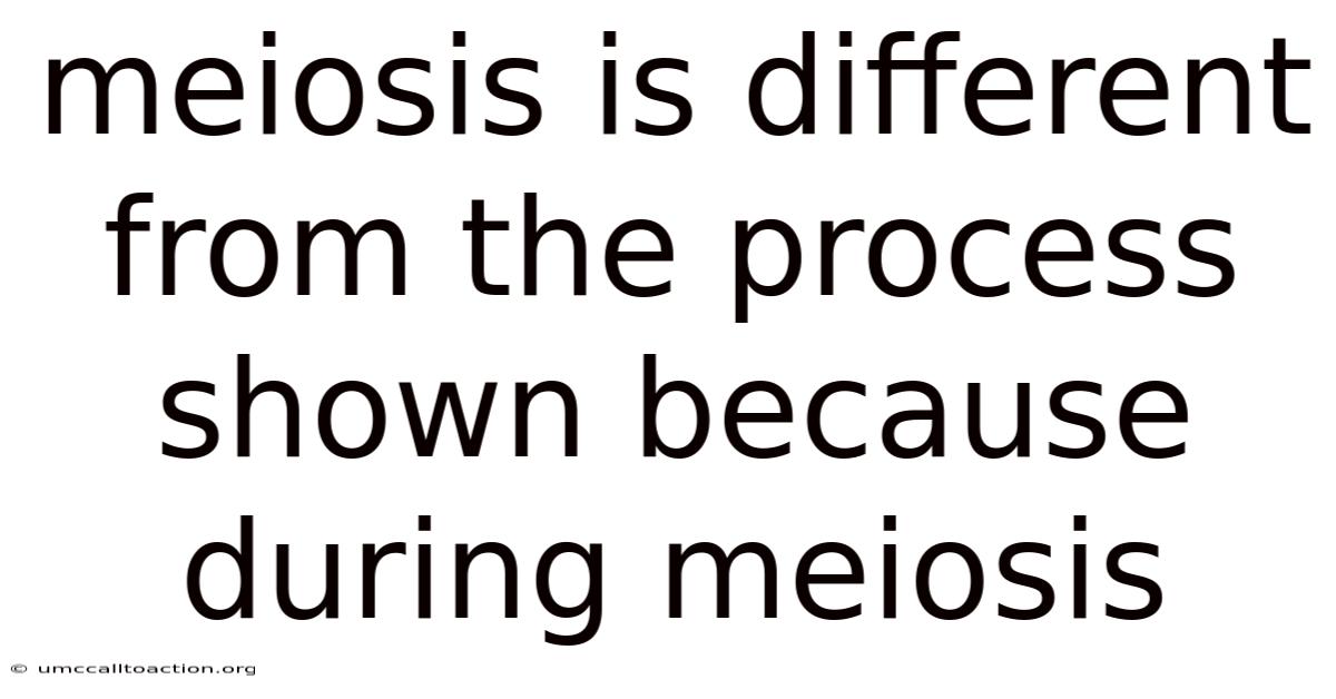 Meiosis Is Different From The Process Shown Because During Meiosis