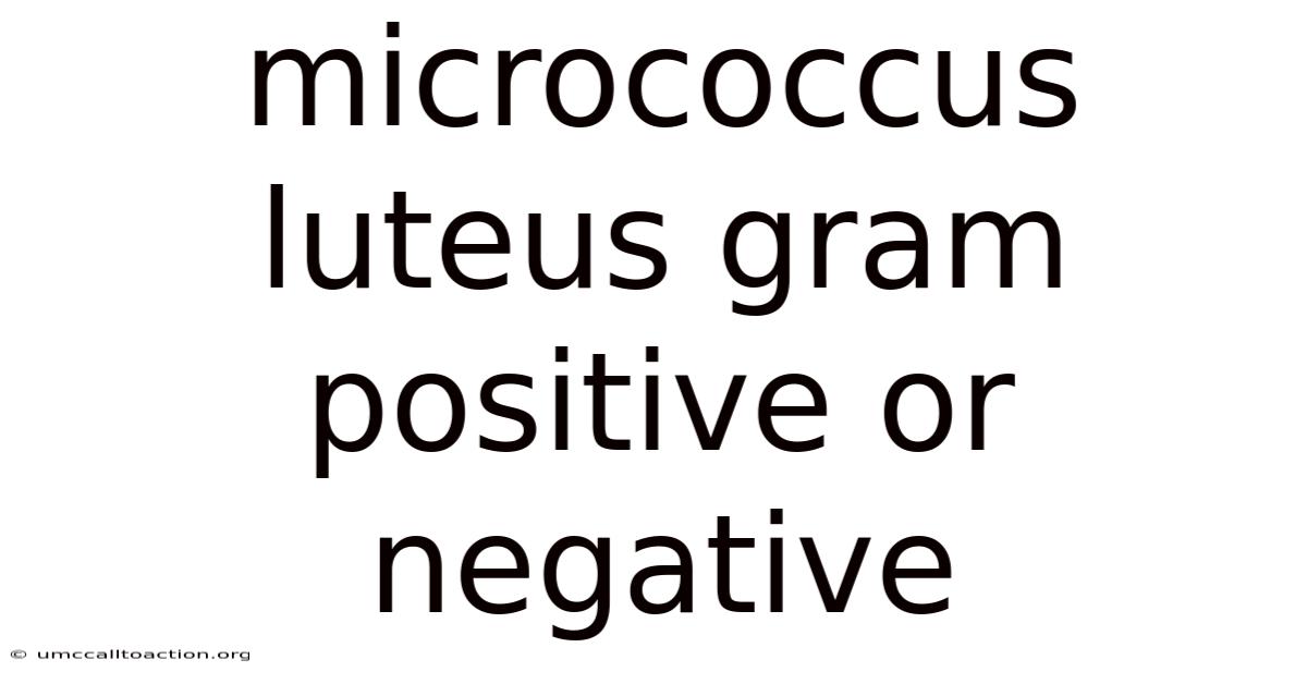 Micrococcus Luteus Gram Positive Or Negative