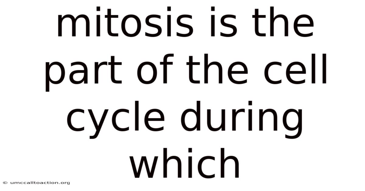 Mitosis Is The Part Of The Cell Cycle During Which