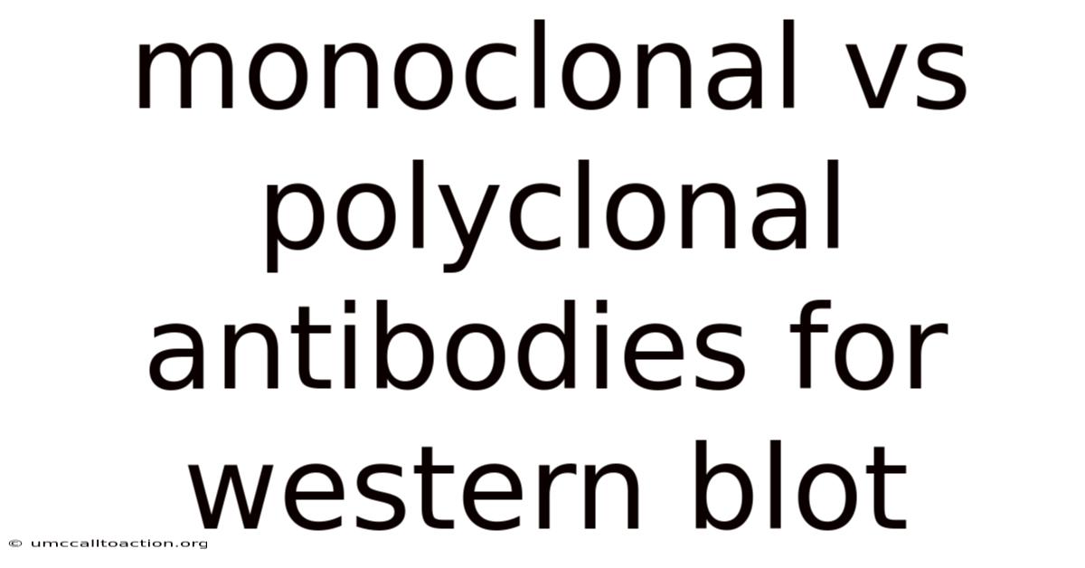 Monoclonal Vs Polyclonal Antibodies For Western Blot
