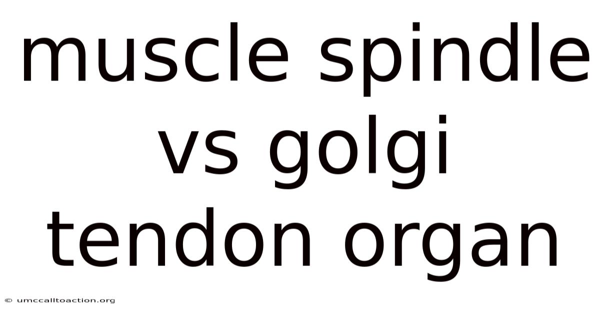 Muscle Spindle Vs Golgi Tendon Organ