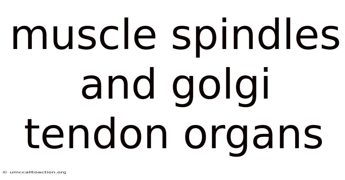 Muscle Spindles And Golgi Tendon Organs