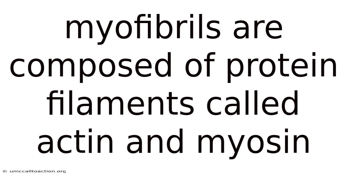 Myofibrils Are Composed Of Protein Filaments Called Actin And Myosin