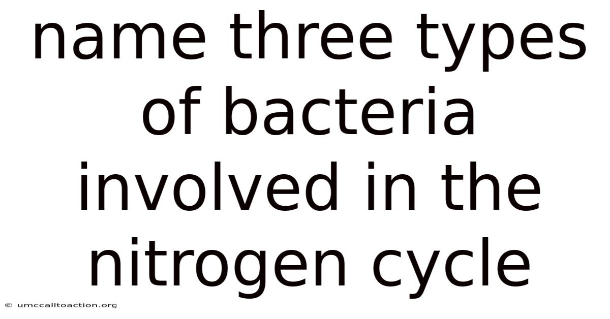 Name Three Types Of Bacteria Involved In The Nitrogen Cycle