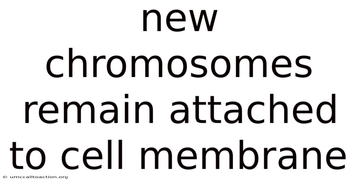New Chromosomes Remain Attached To Cell Membrane
