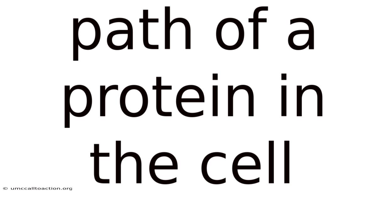 Path Of A Protein In The Cell