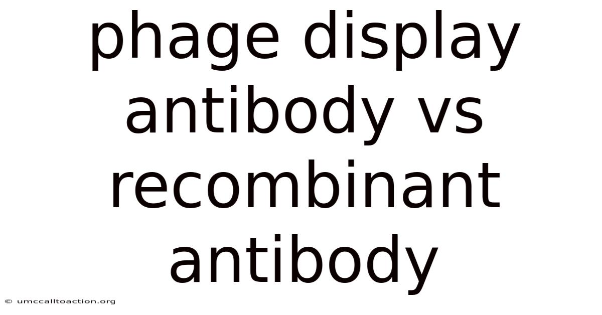 Phage Display Antibody Vs Recombinant Antibody