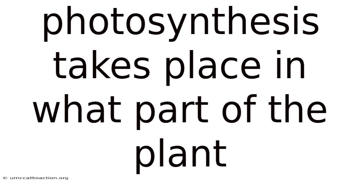 Photosynthesis Takes Place In What Part Of The Plant