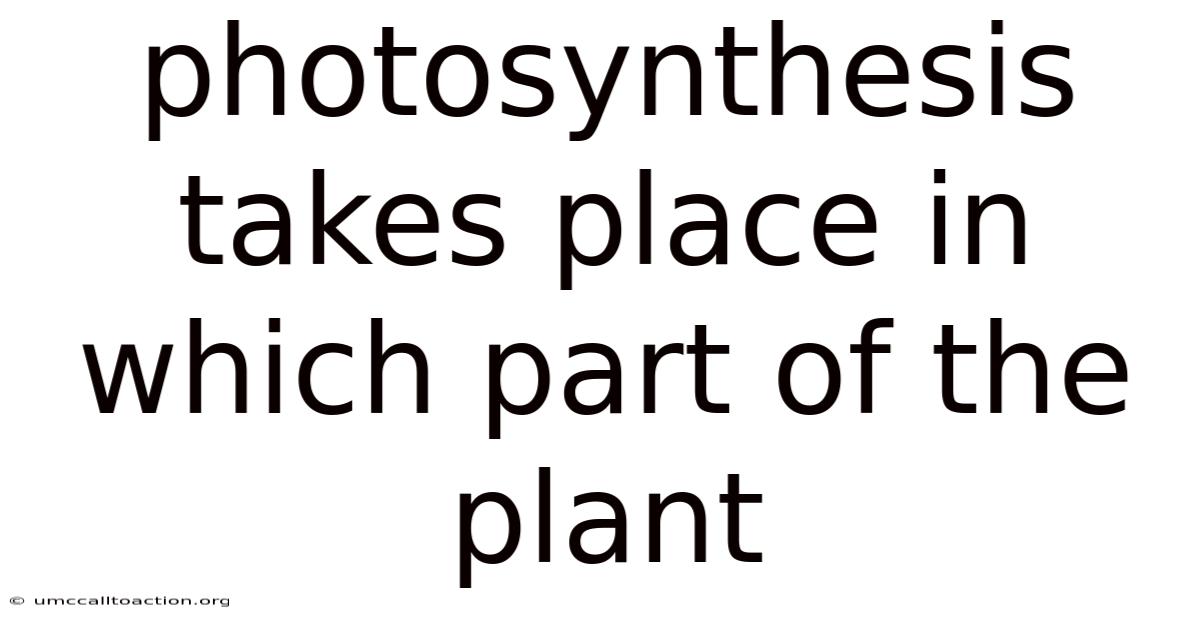 Photosynthesis Takes Place In Which Part Of The Plant