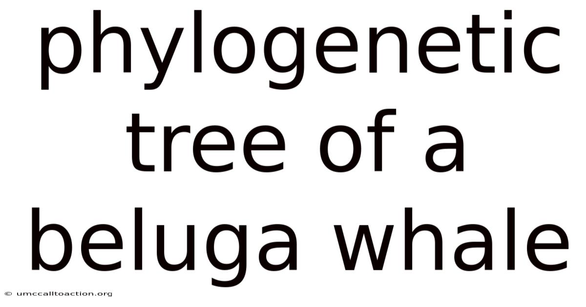 Phylogenetic Tree Of A Beluga Whale