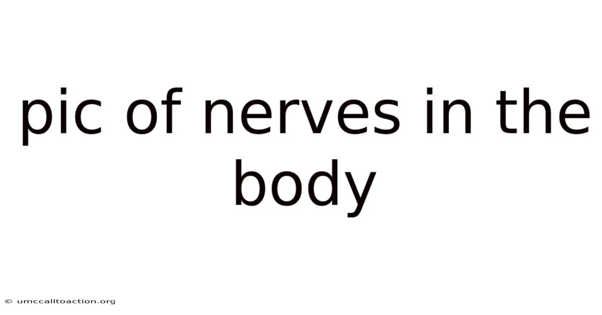 Pic Of Nerves In The Body