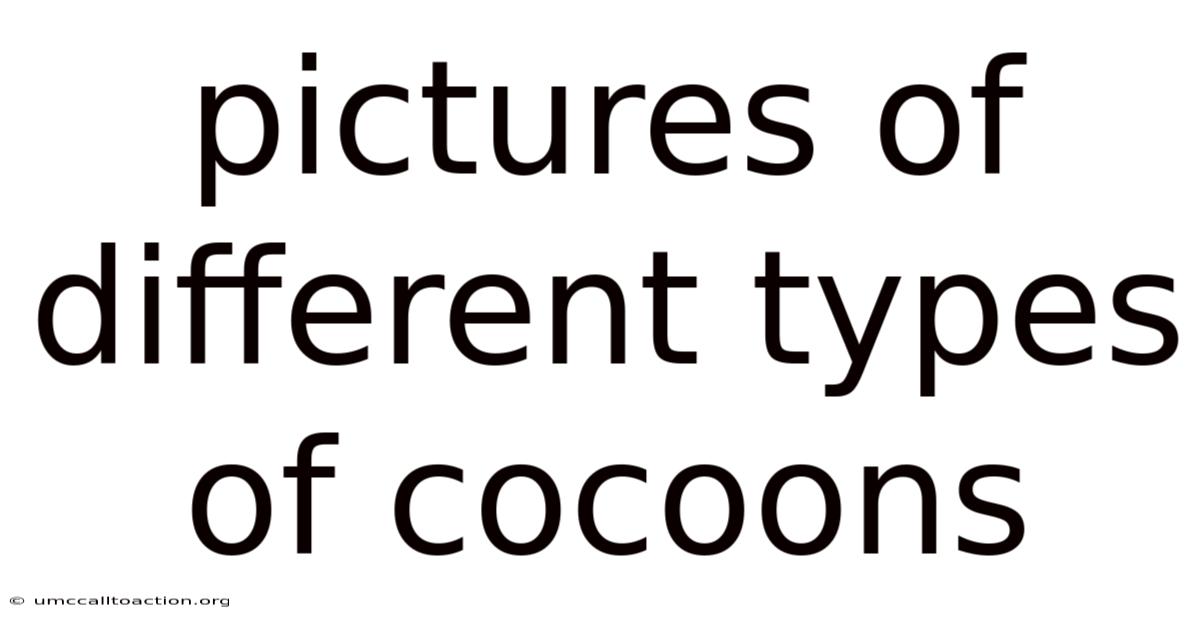 Pictures Of Different Types Of Cocoons