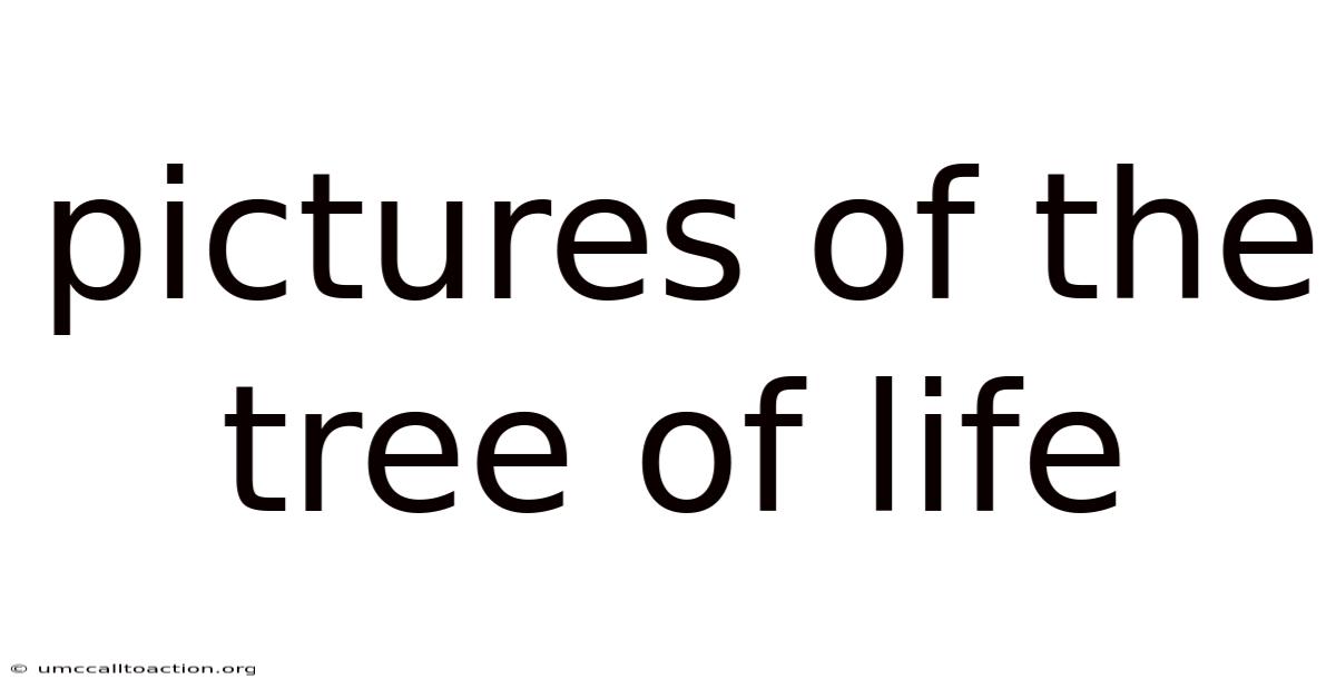 Pictures Of The Tree Of Life