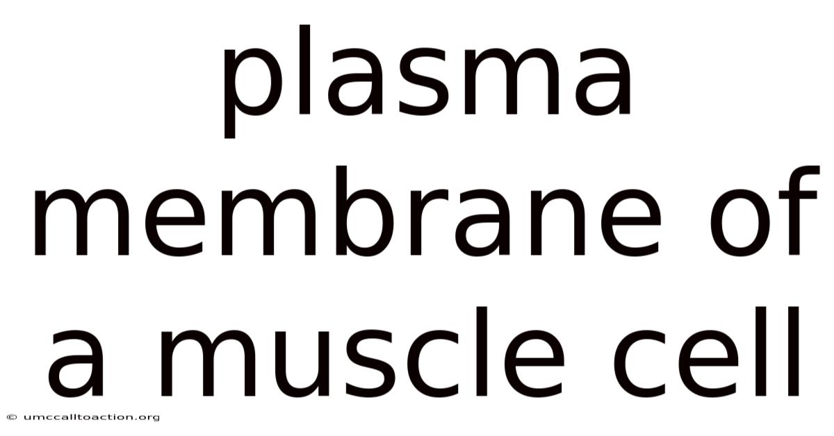 Plasma Membrane Of A Muscle Cell