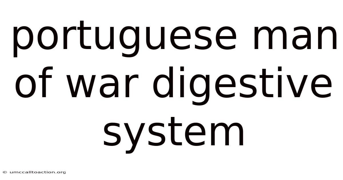 Portuguese Man Of War Digestive System