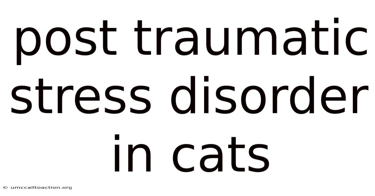 Post Traumatic Stress Disorder In Cats