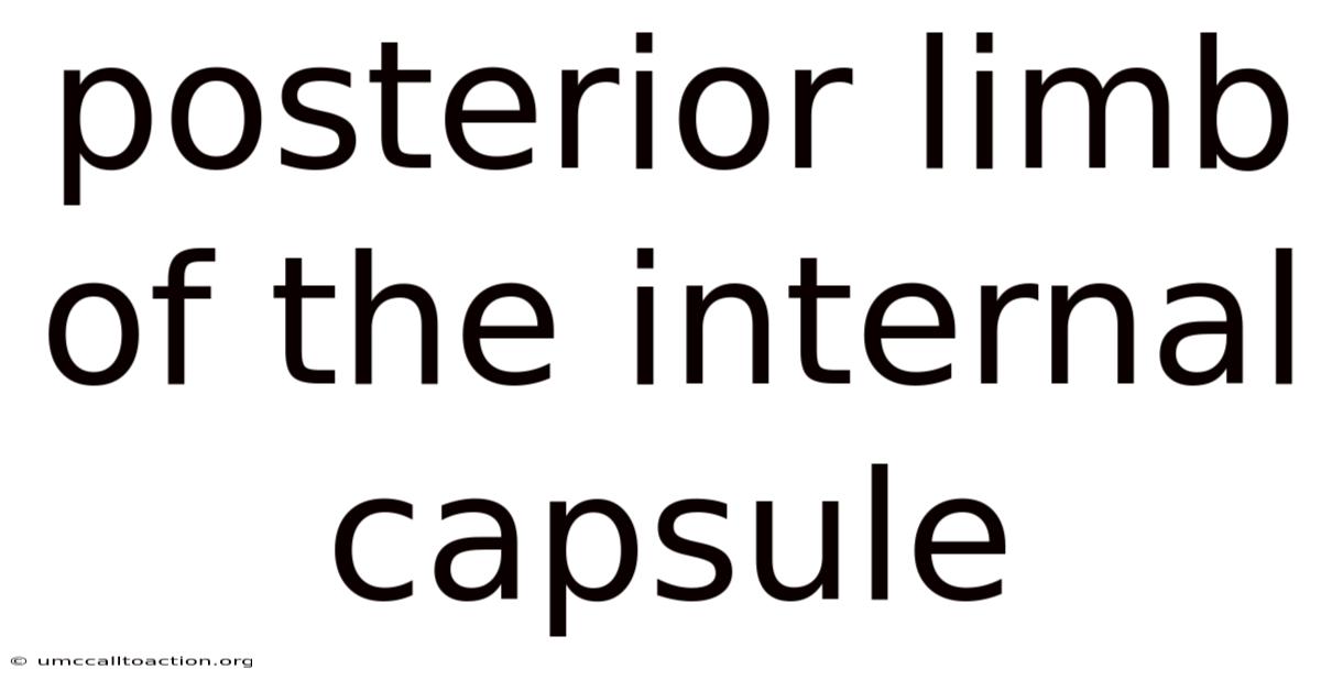 Posterior Limb Of The Internal Capsule