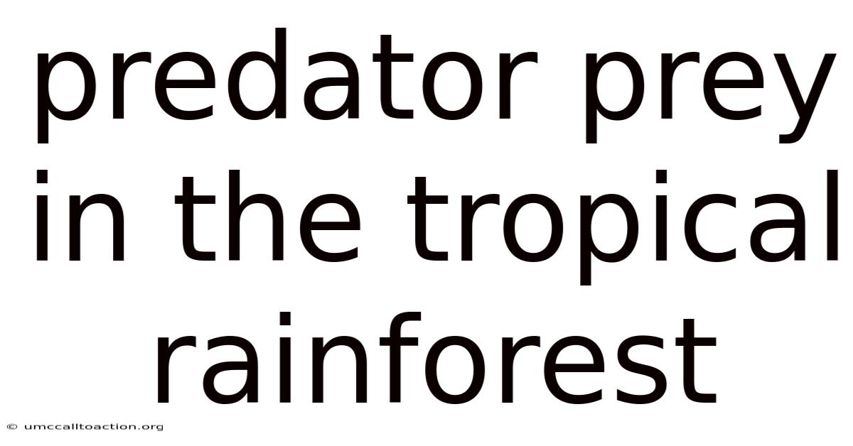 Predator Prey In The Tropical Rainforest