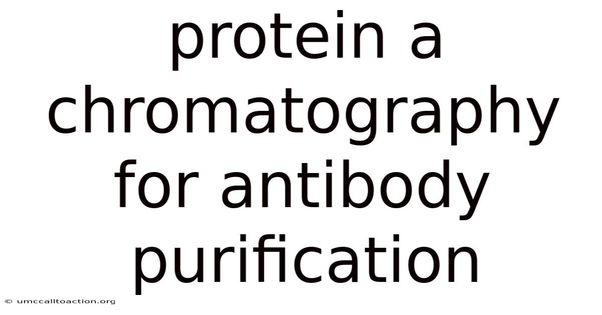 Protein A Chromatography For Antibody Purification