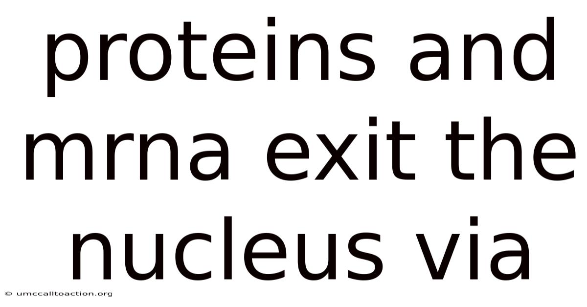 Proteins And Mrna Exit The Nucleus Via