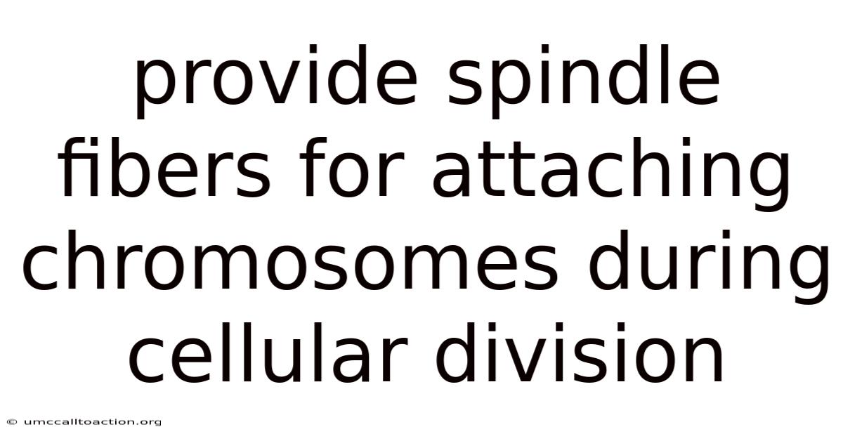 Provide Spindle Fibers For Attaching Chromosomes During Cellular Division
