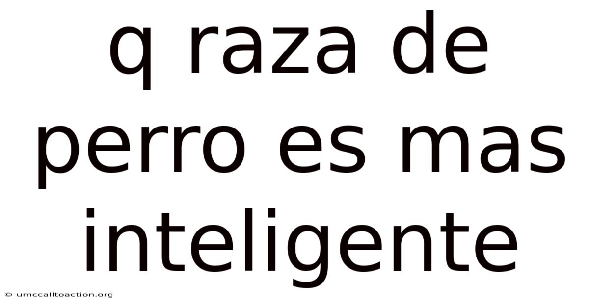 Q Raza De Perro Es Mas Inteligente