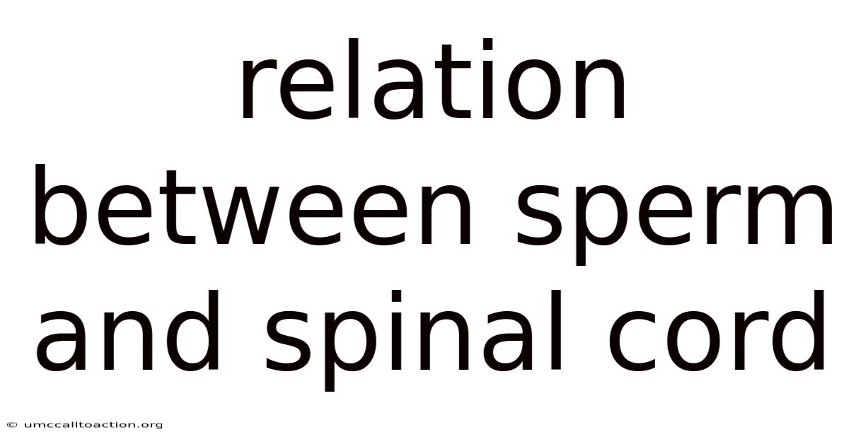 Relation Between Sperm And Spinal Cord
