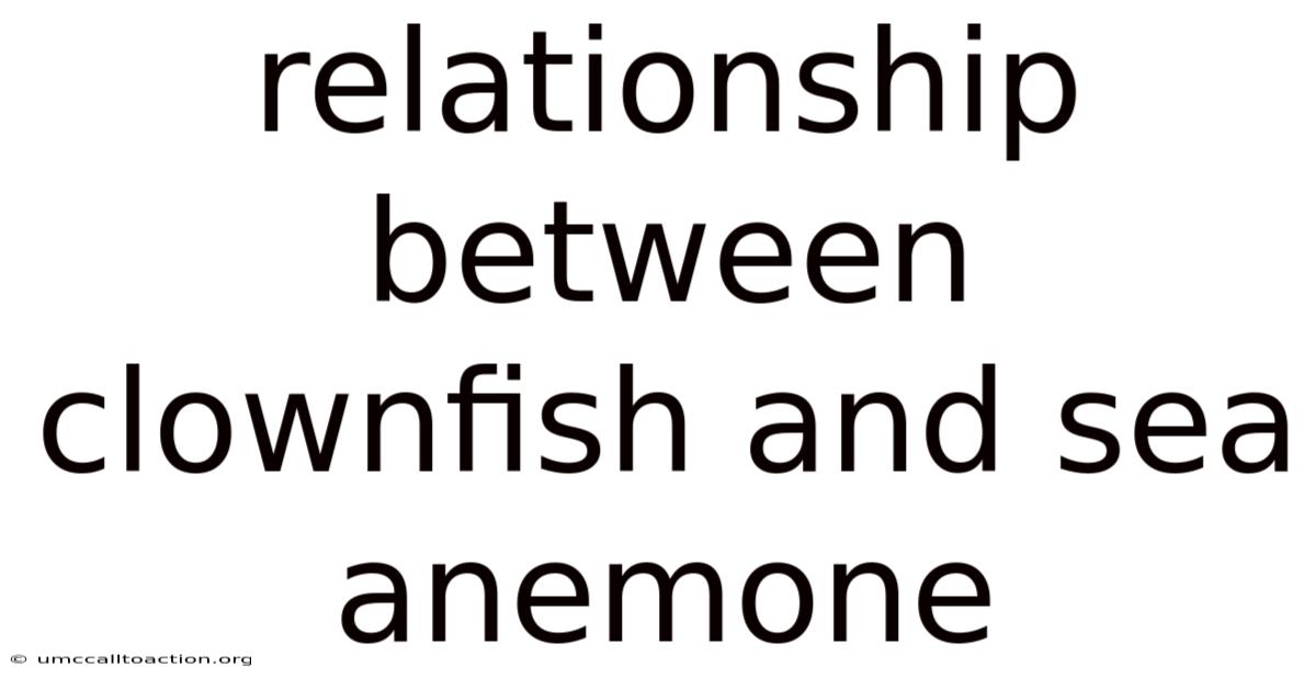 Relationship Between Clownfish And Sea Anemone