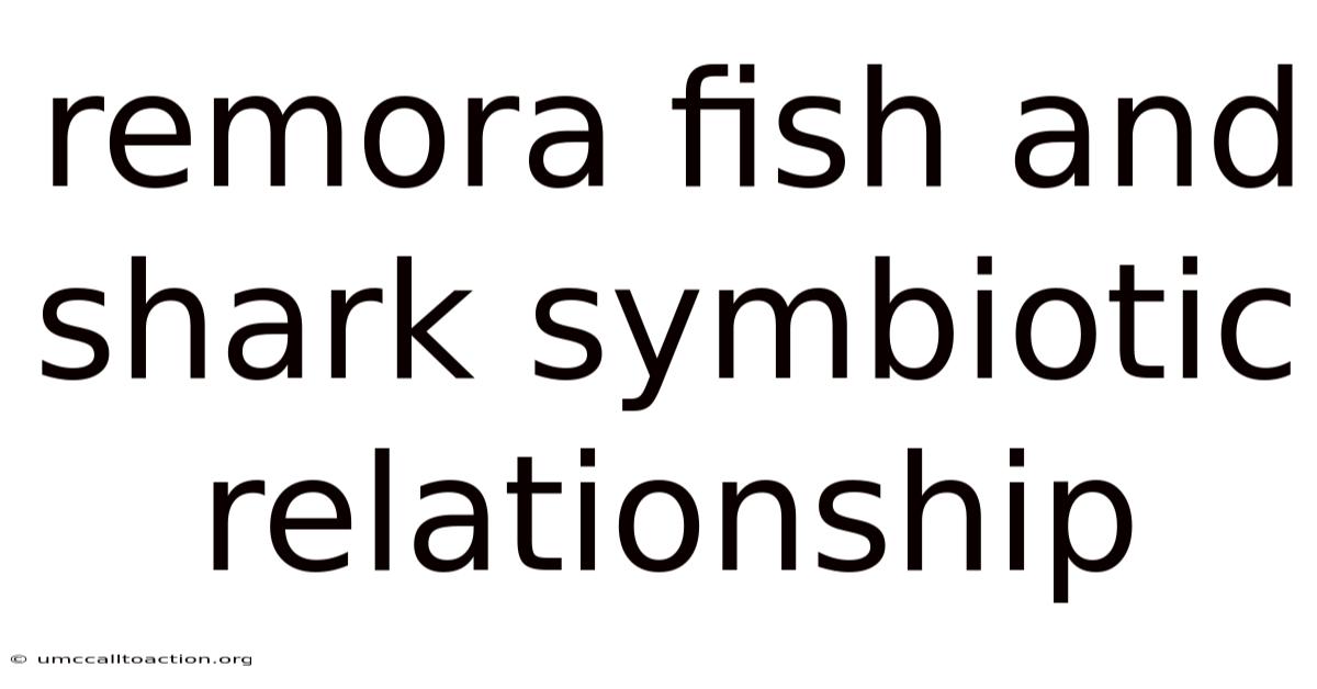 Remora Fish And Shark Symbiotic Relationship