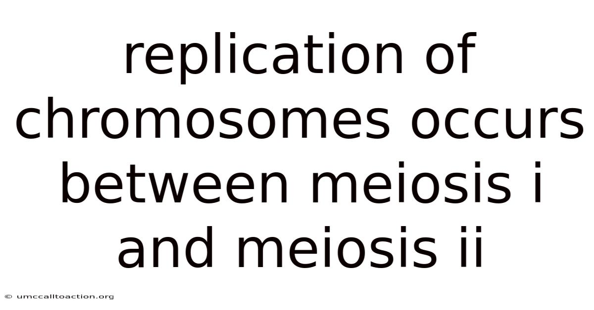 Replication Of Chromosomes Occurs Between Meiosis I And Meiosis Ii