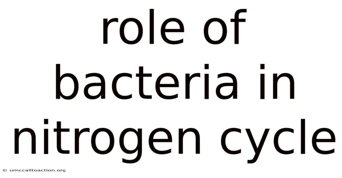 Role Of Bacteria In Nitrogen Cycle