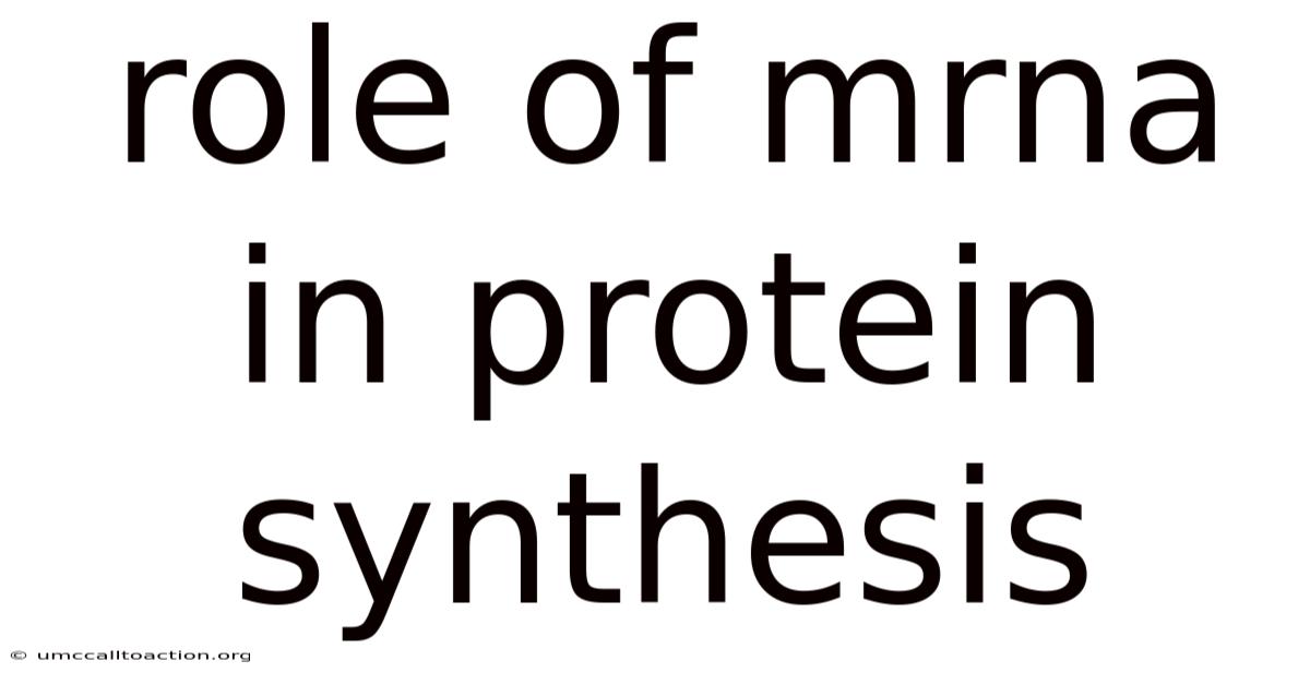 Role Of Mrna In Protein Synthesis