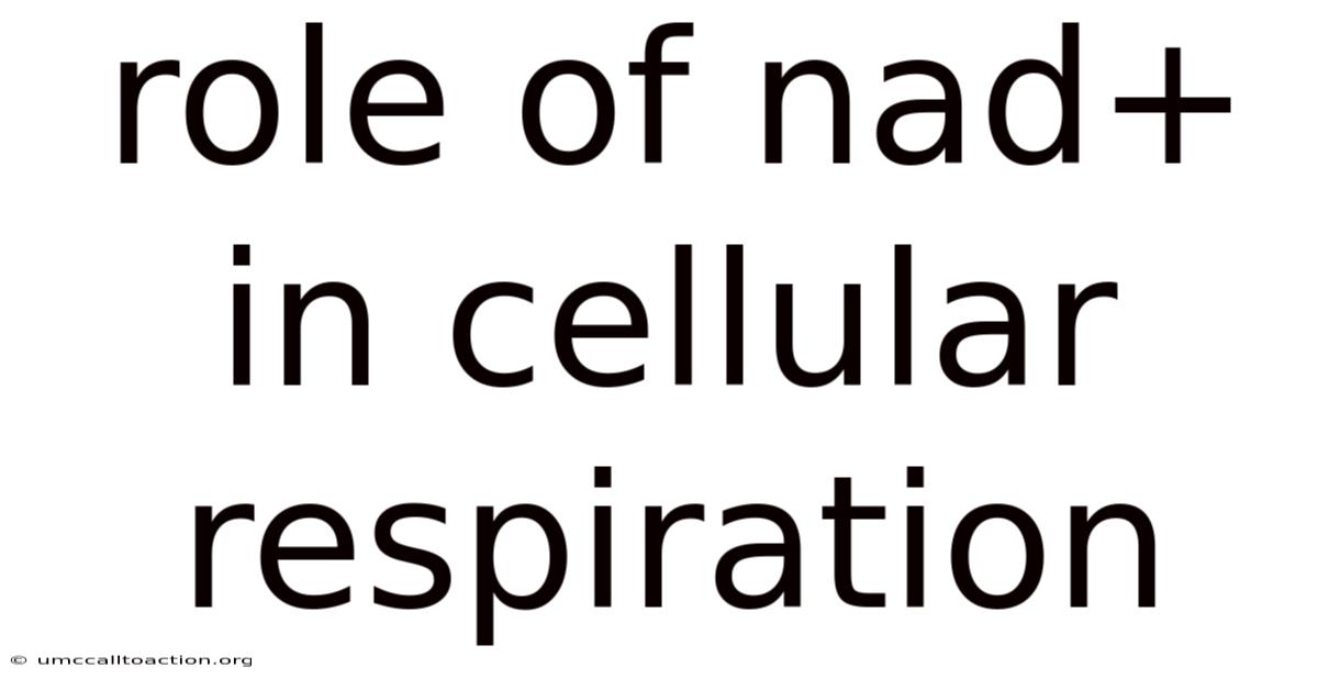 Role Of Nad+ In Cellular Respiration