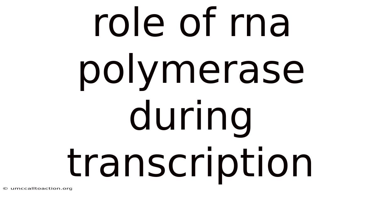 Role Of Rna Polymerase During Transcription