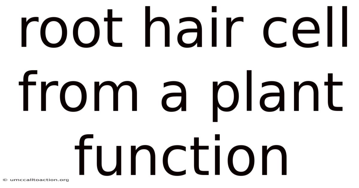 Root Hair Cell From A Plant Function