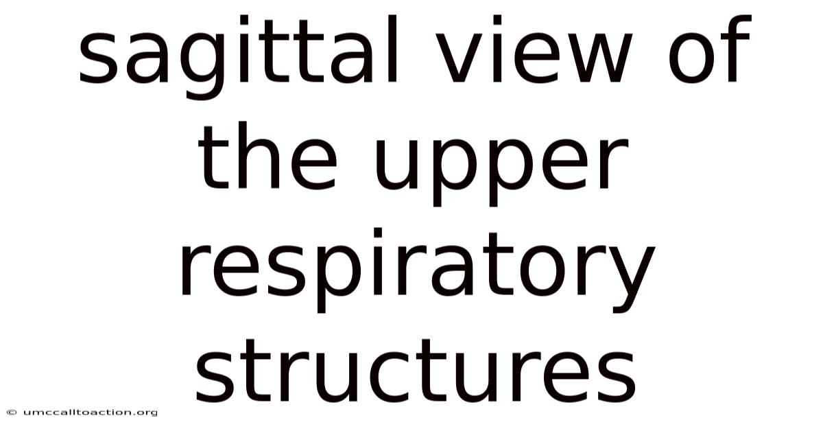 Sagittal View Of The Upper Respiratory Structures