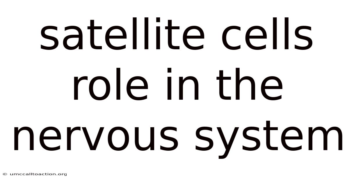 Satellite Cells Role In The Nervous System