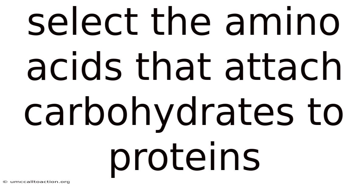 Select The Amino Acids That Attach Carbohydrates To Proteins