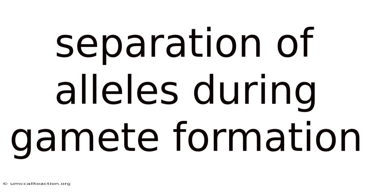 Separation Of Alleles During Gamete Formation