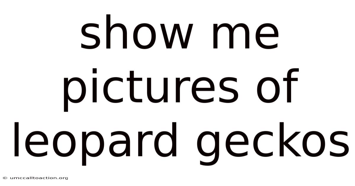 Show Me Pictures Of Leopard Geckos