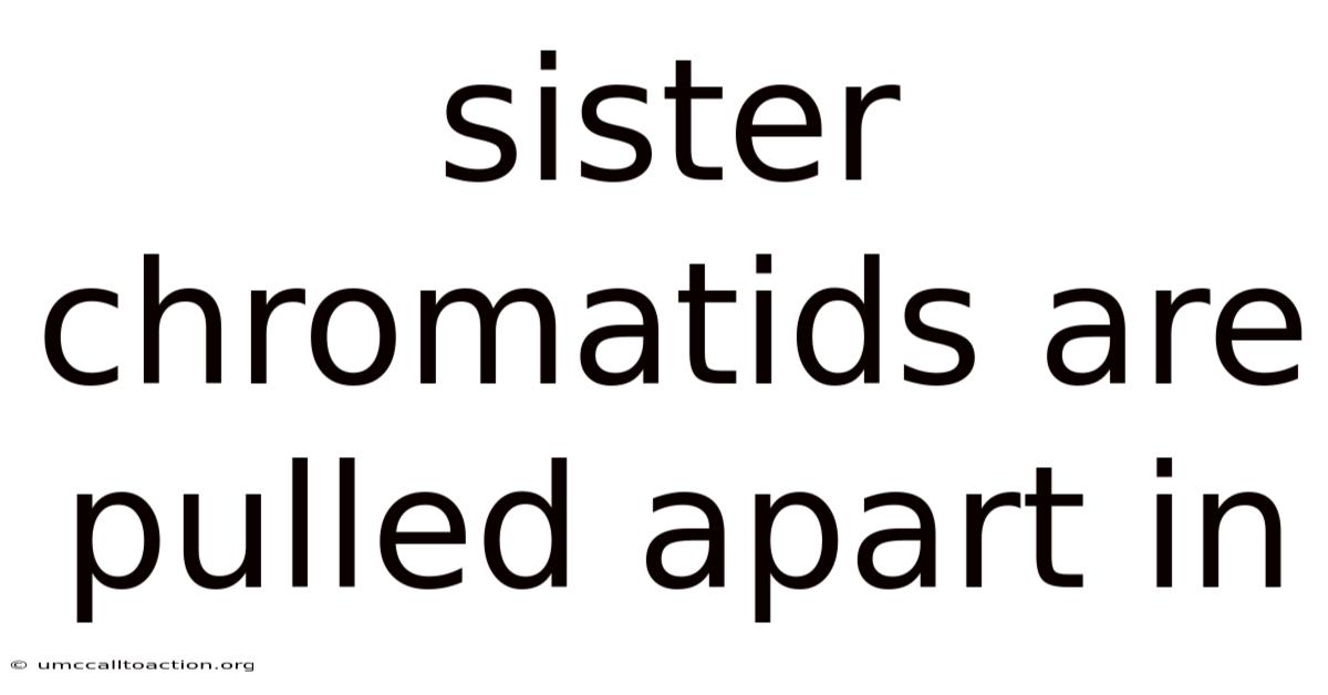 Sister Chromatids Are Pulled Apart In